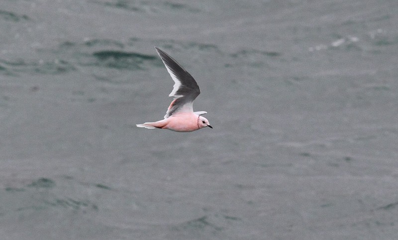 Ross's Gull - ML279021061