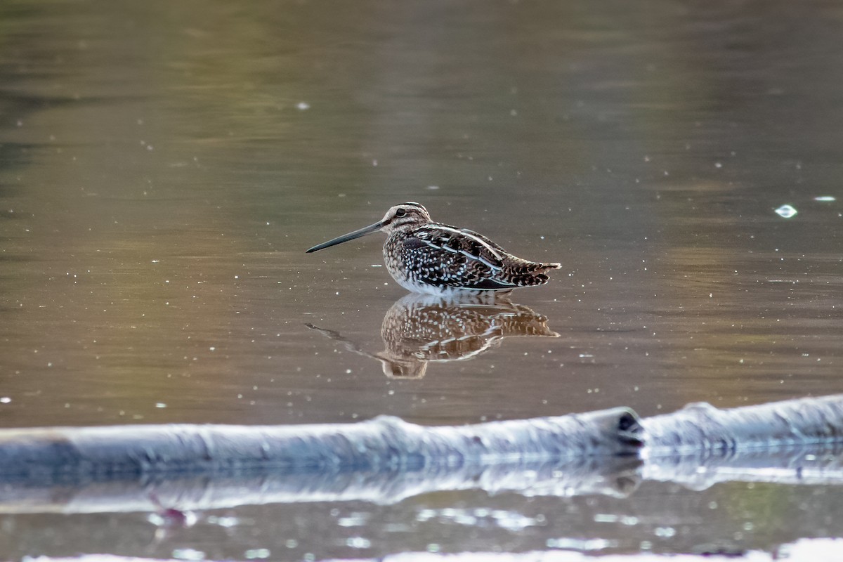 Wilson's Snipe - ML279022261