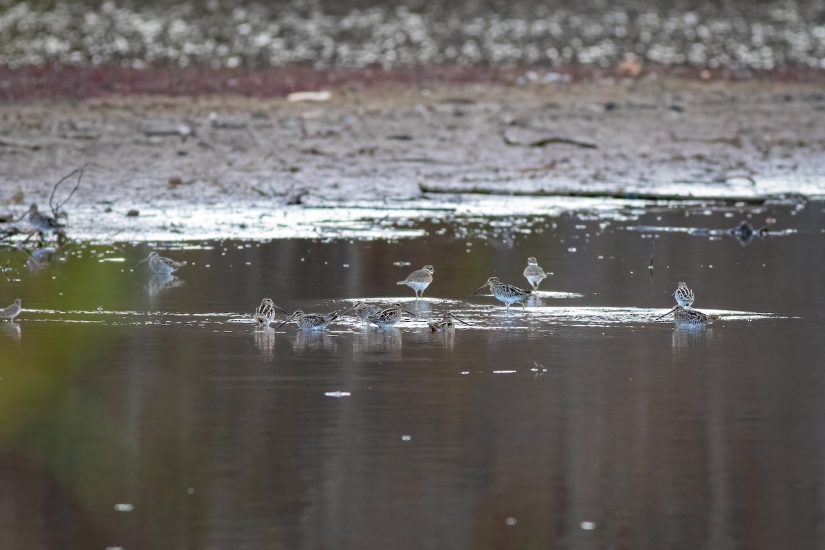 Wilson's Snipe - ML279022291