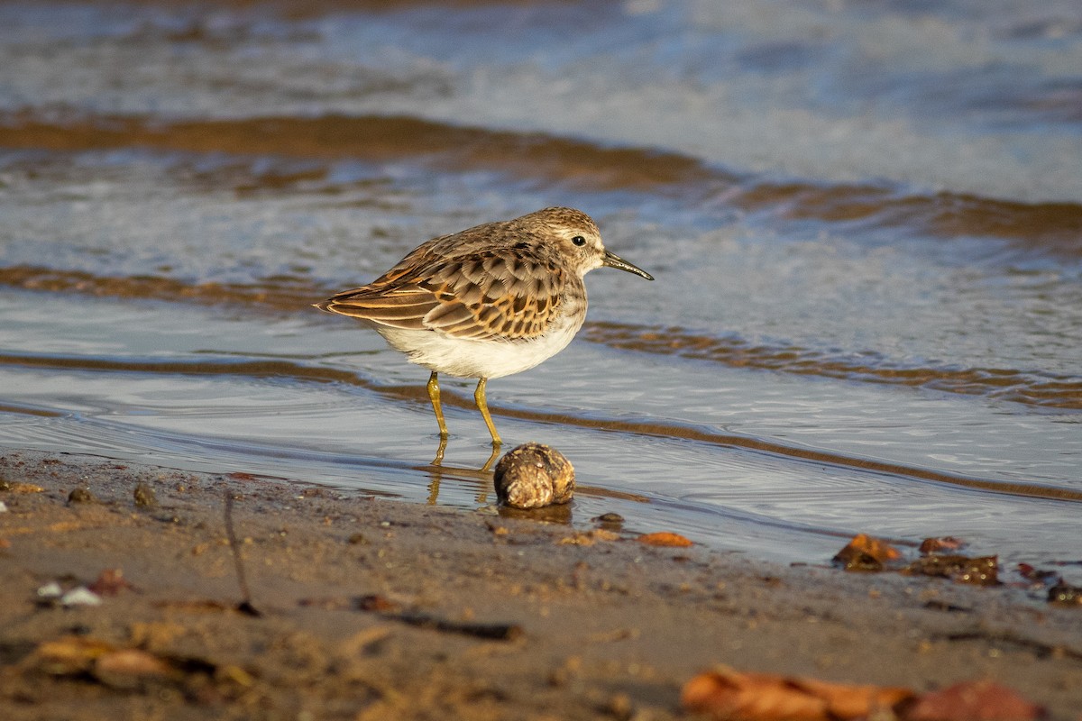 Least Sandpiper - ML279022311