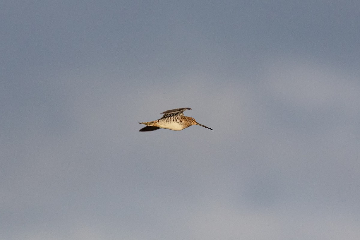 Wilson's Snipe - ML279022331