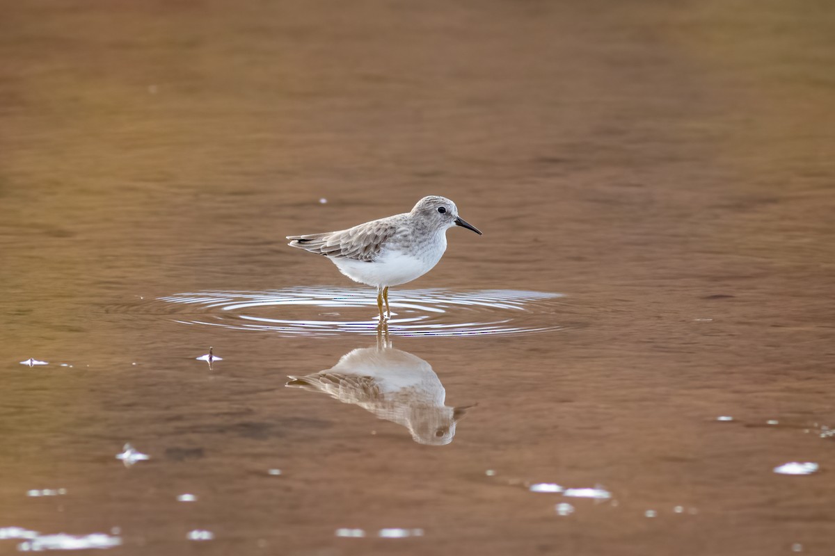 Least Sandpiper - ML279022361