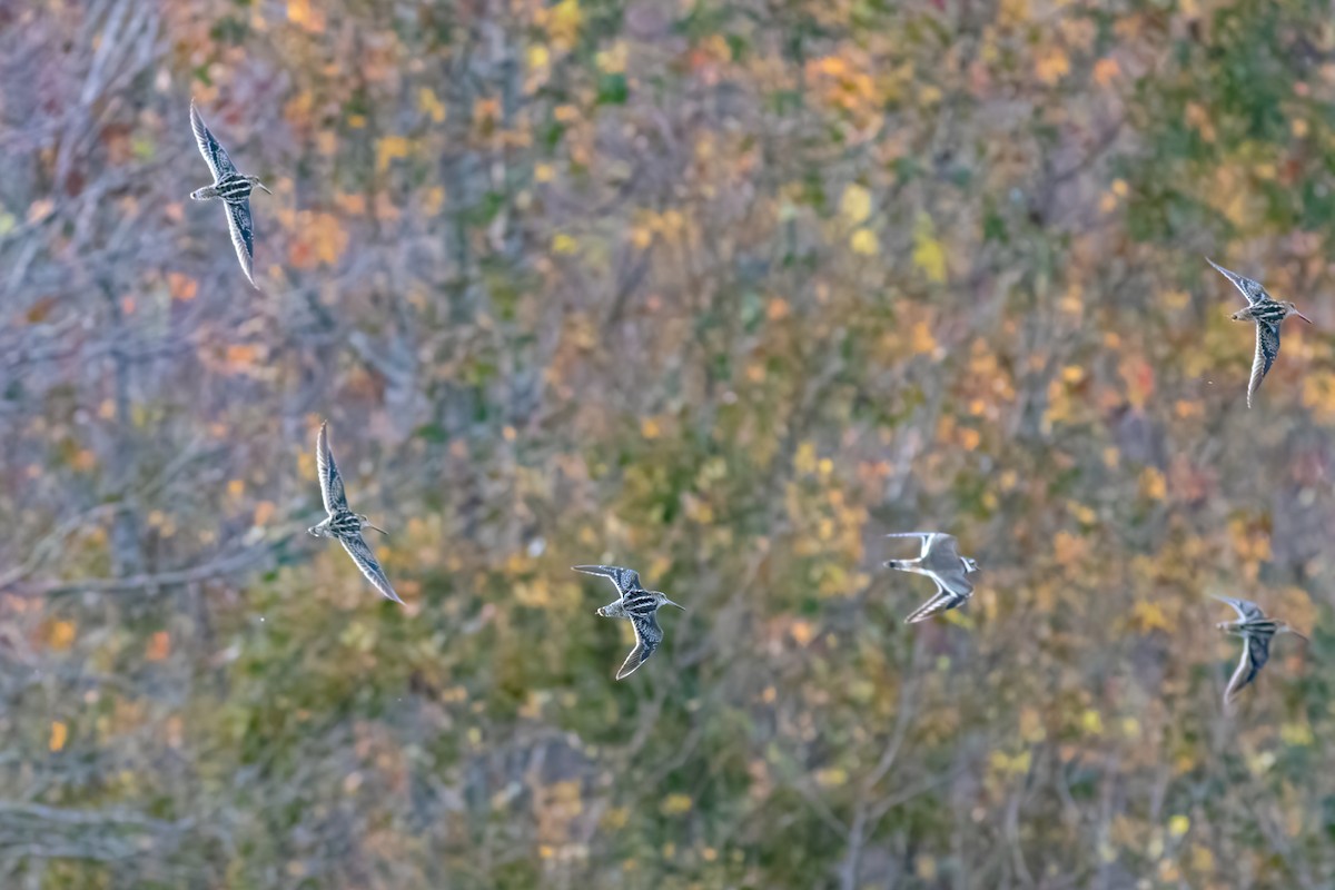 Wilson's Snipe - ML279022451