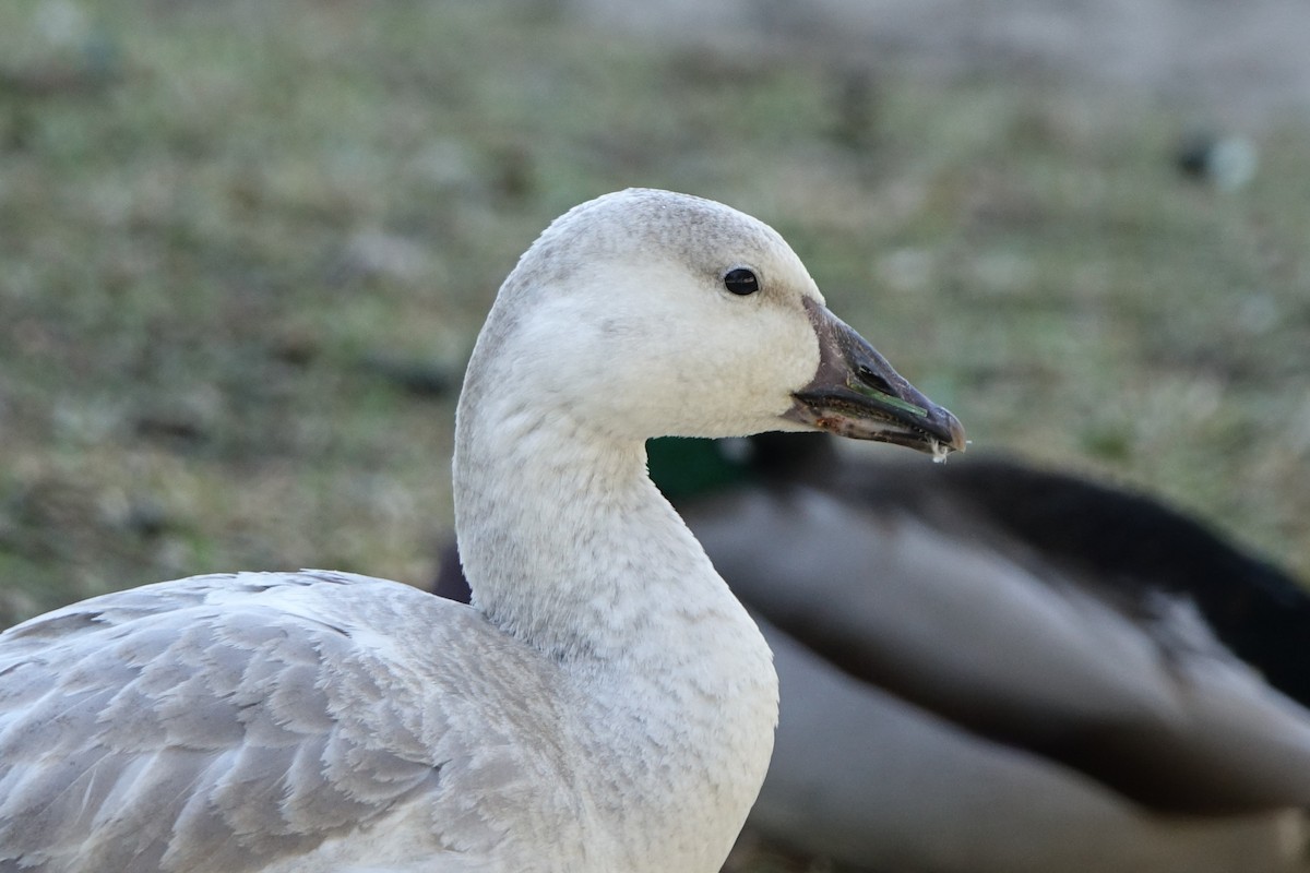 Snow Goose - Shawn Nielsen