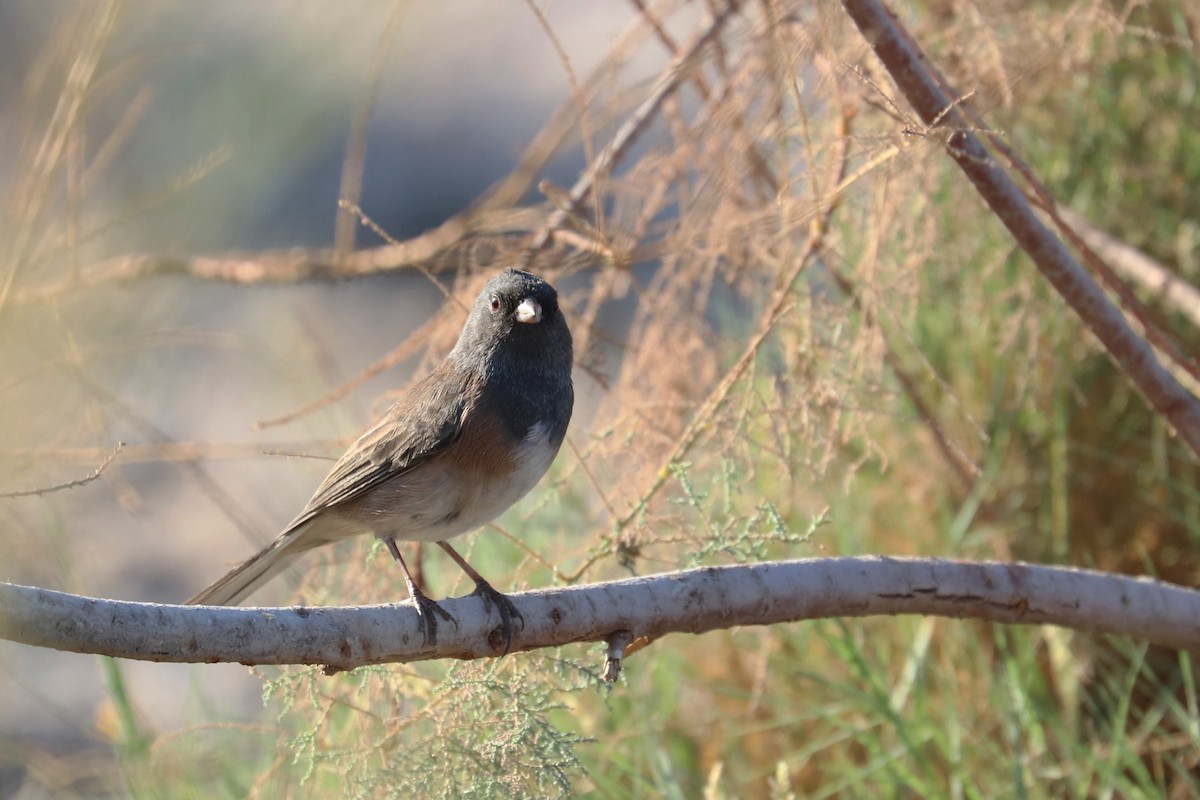 Dark-eyed Junco (Oregon) - ML279023961