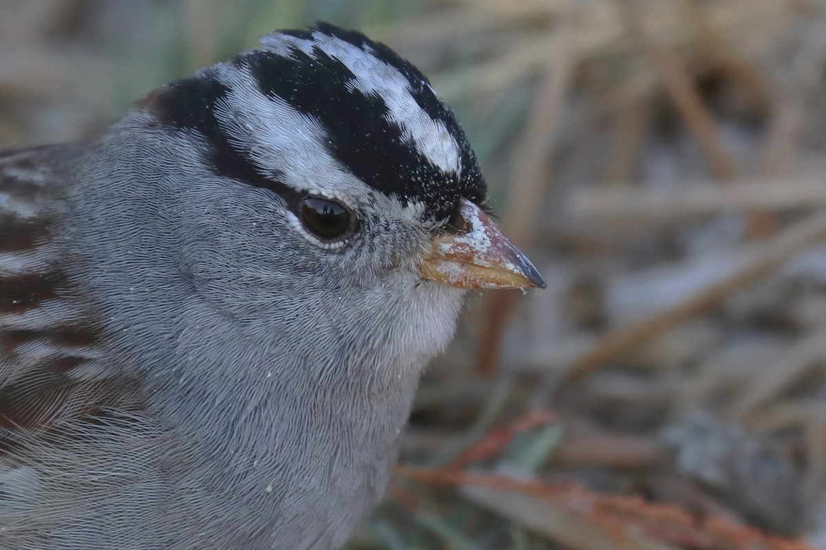 White-crowned Sparrow - ML279024001