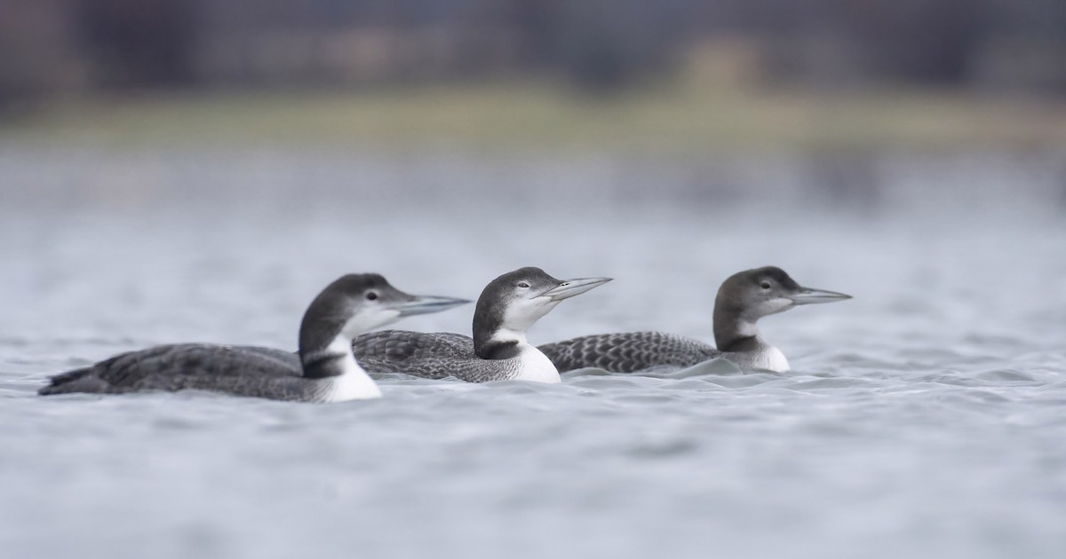 Common Loon - ML279024071