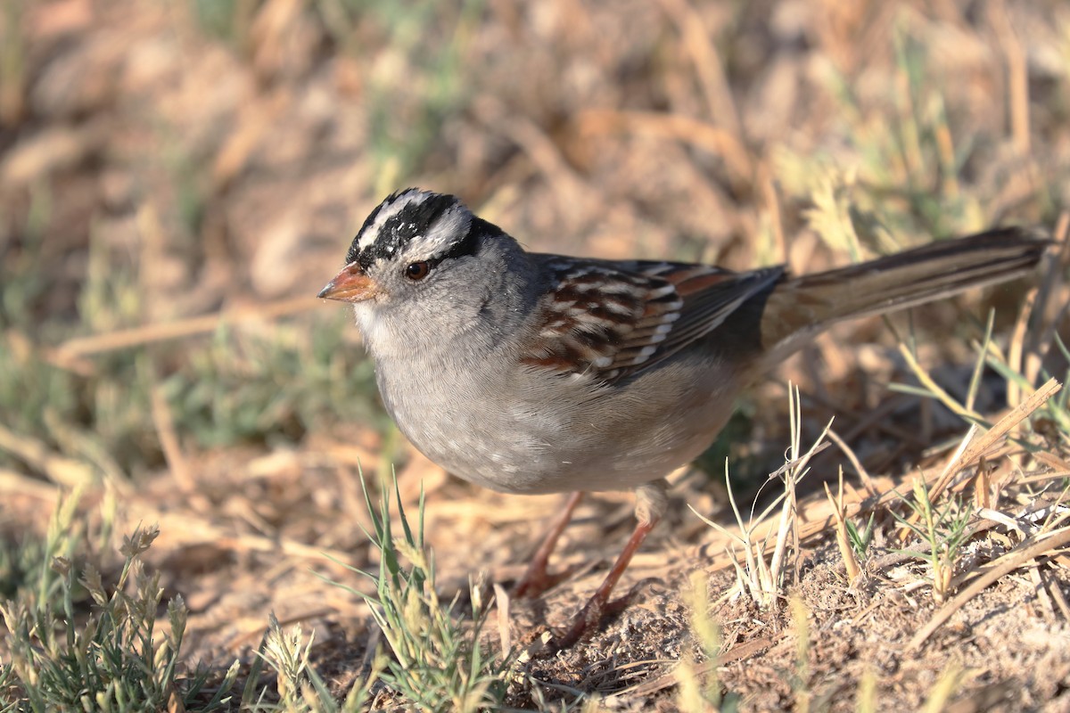 White-crowned Sparrow - ML279024271