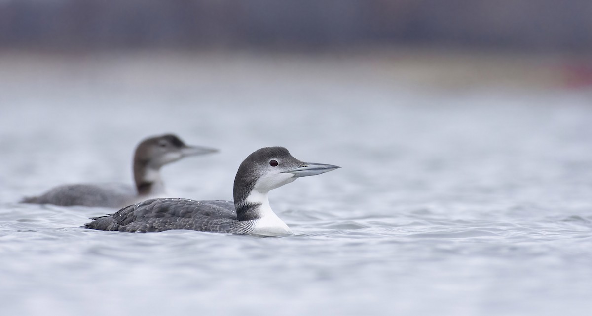 Common Loon - ML279024461