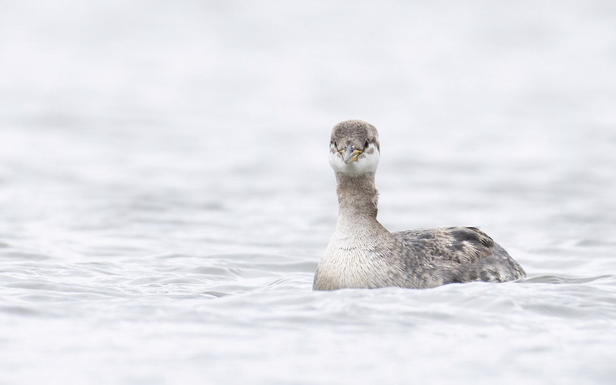 Red-necked Grebe - ML279024721