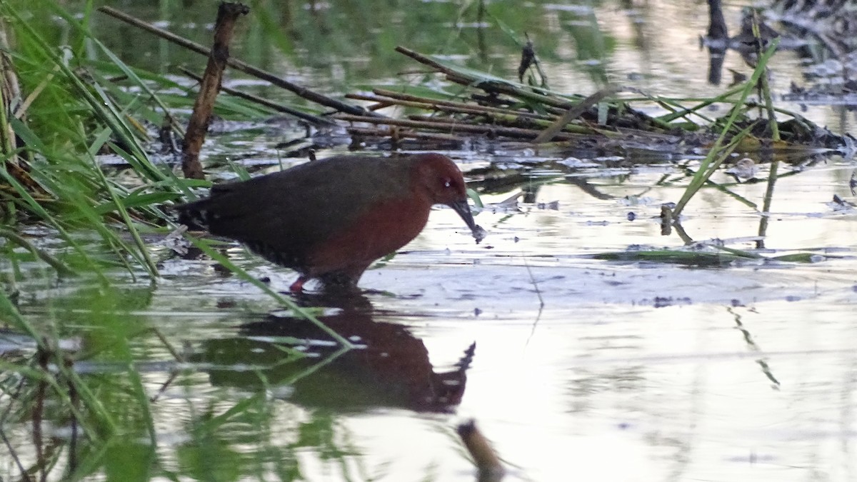 Ruddy-breasted Crake - Kim Cancino