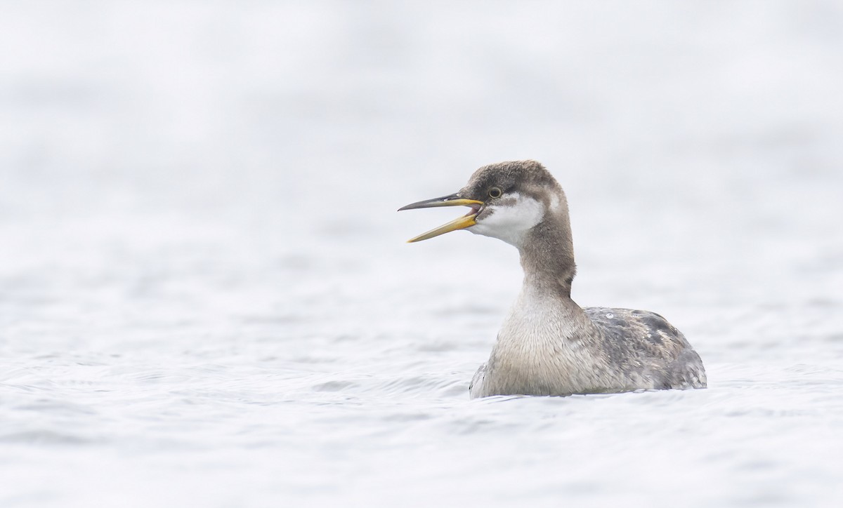 Red-necked Grebe - Marky Mutchler