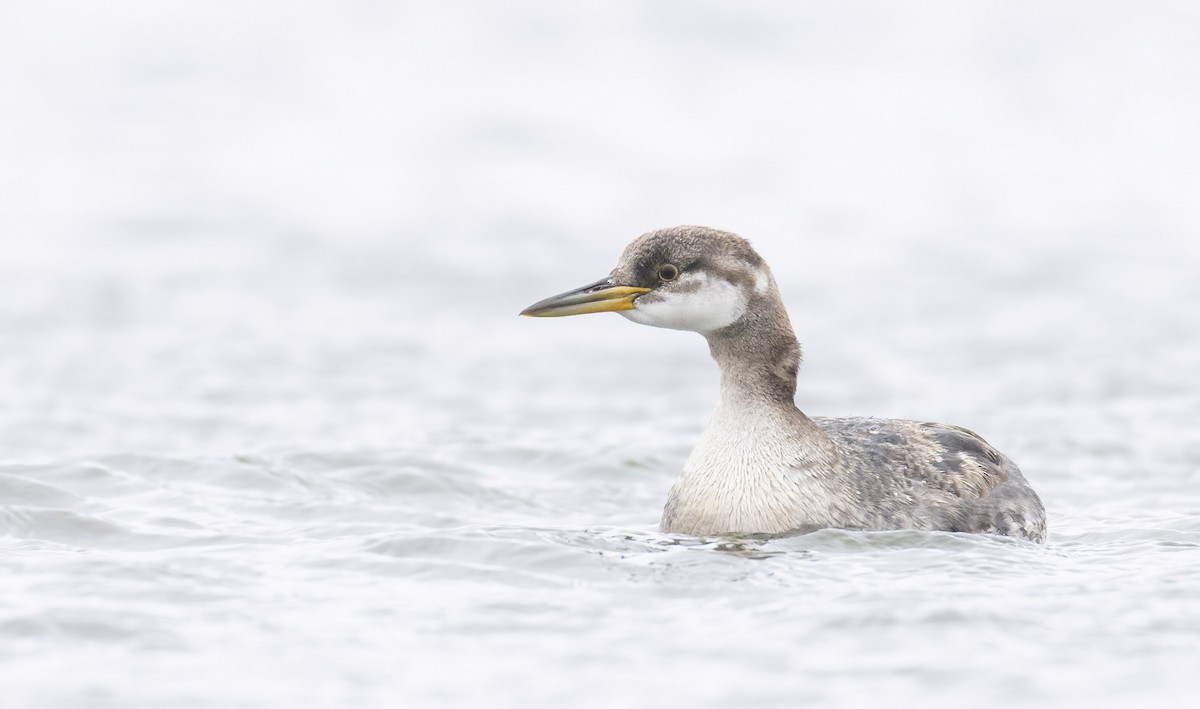 Red-necked Grebe - Marky Mutchler