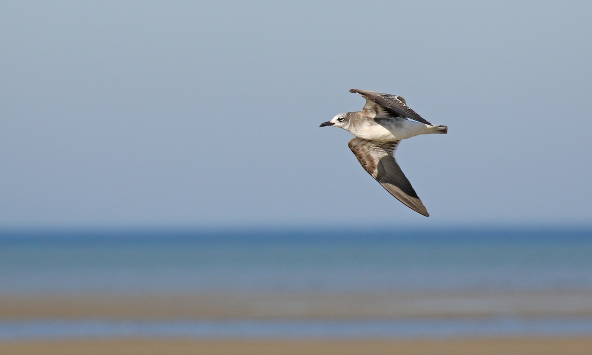 Laughing Gull - ML279025361