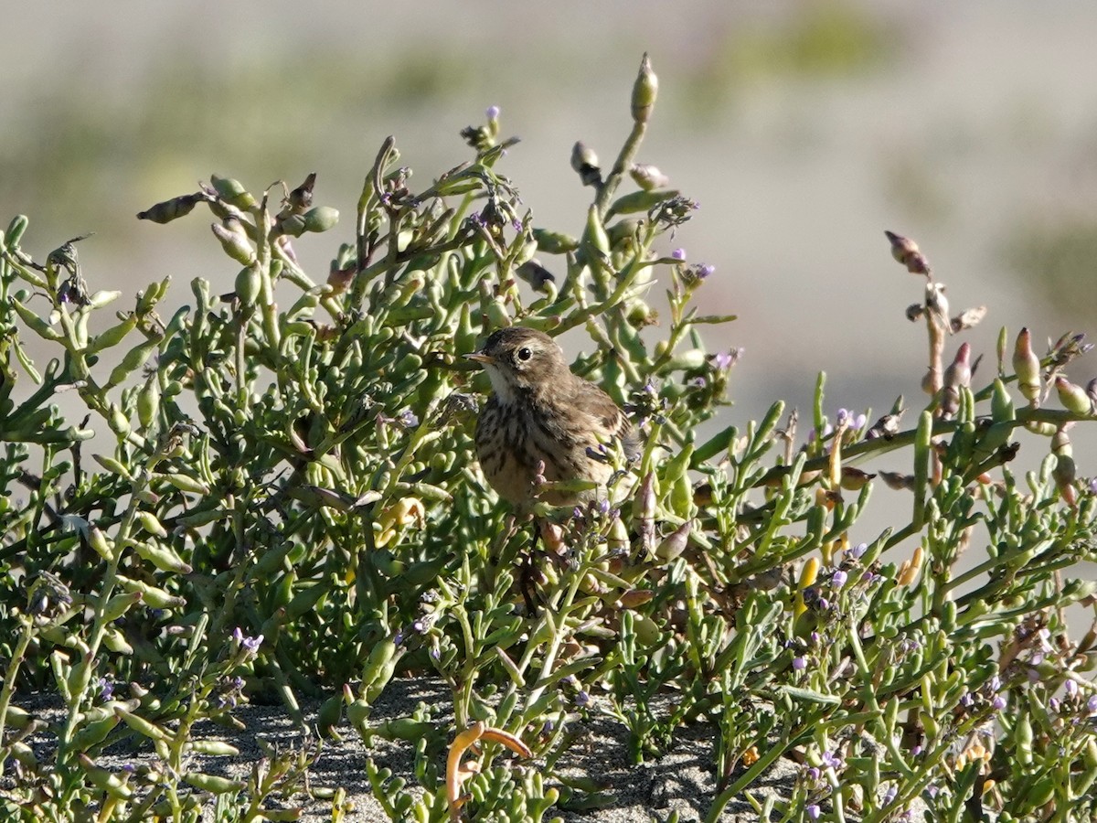 American Pipit - ML279026481