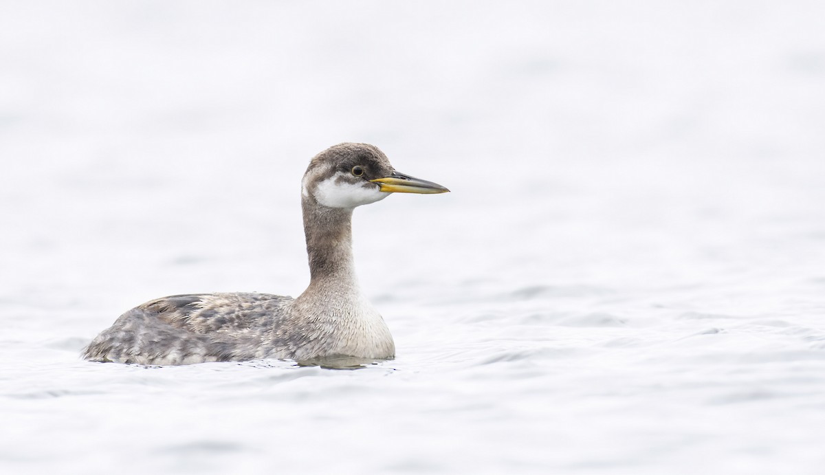 Red-necked Grebe - Marky “Dark Arremon” Mutchler