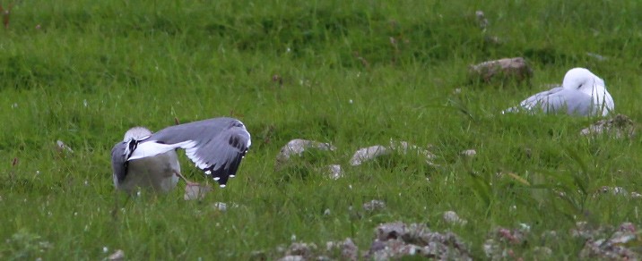 Yellow-legged Gull - ML279026841