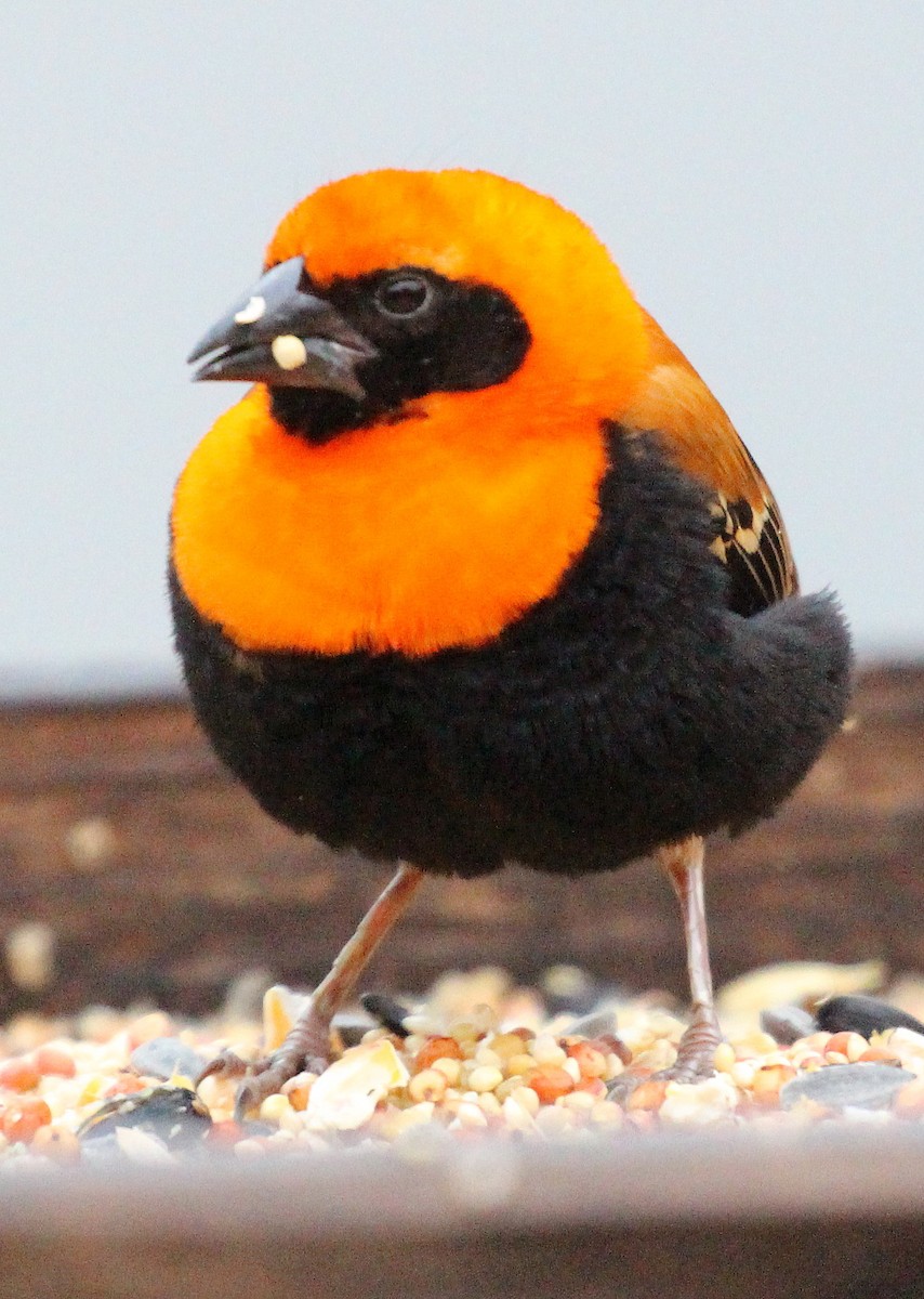 Black-winged Bishop - greg stewart