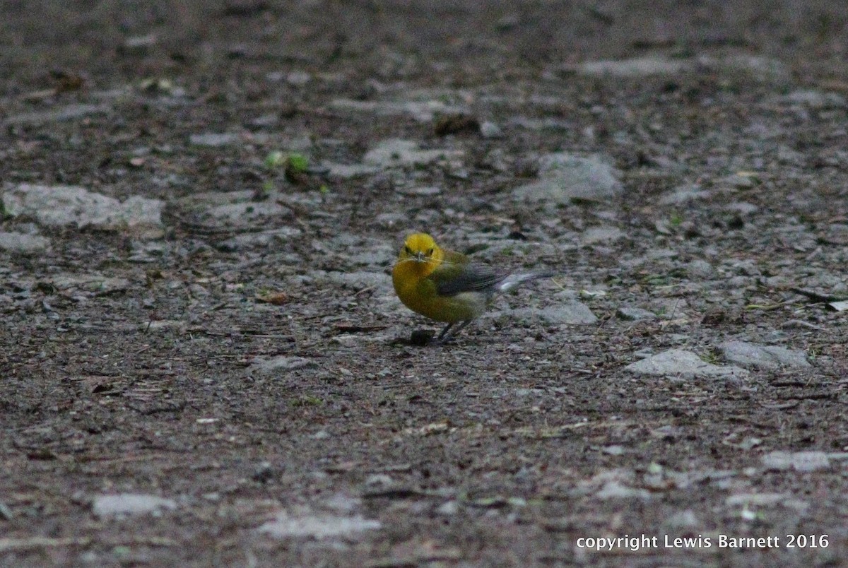 Prothonotary Warbler - RAS TripLeader