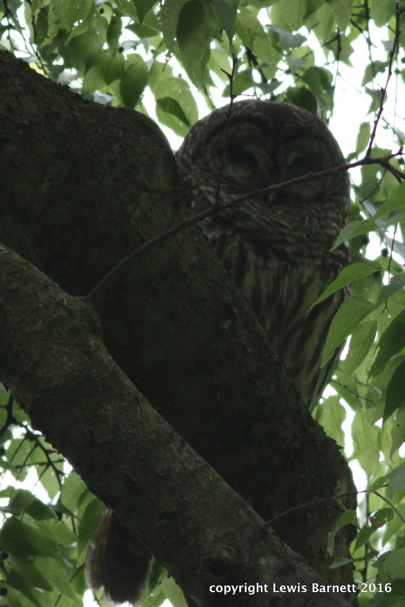 Barred Owl - RAS TripLeader