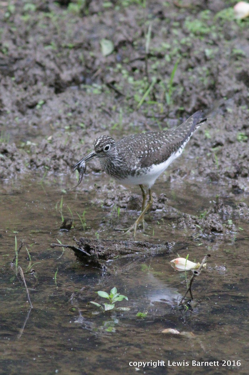 Solitary Sandpiper - RAS TripLeader