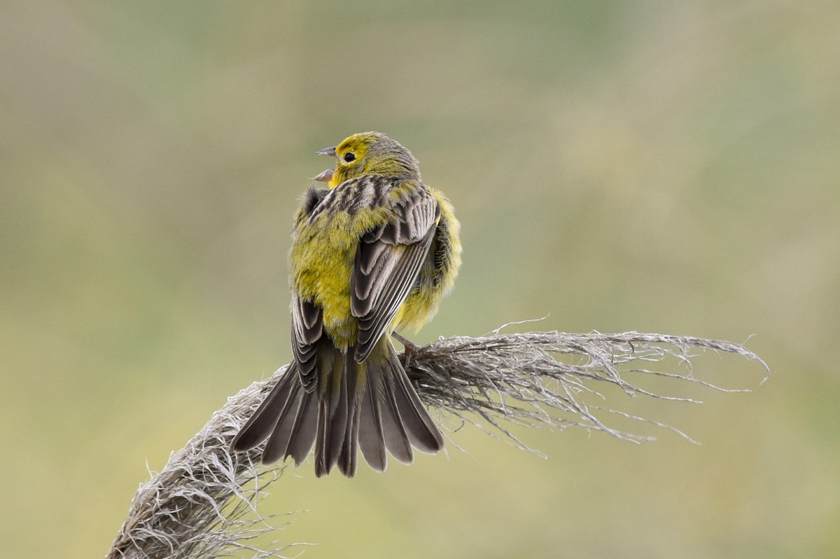 Grassland Yellow-Finch - ML279031711