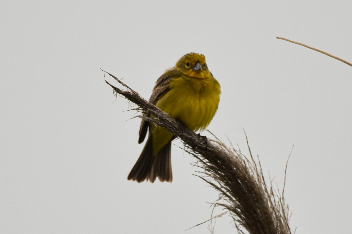 Grassland Yellow-Finch - ML279031721