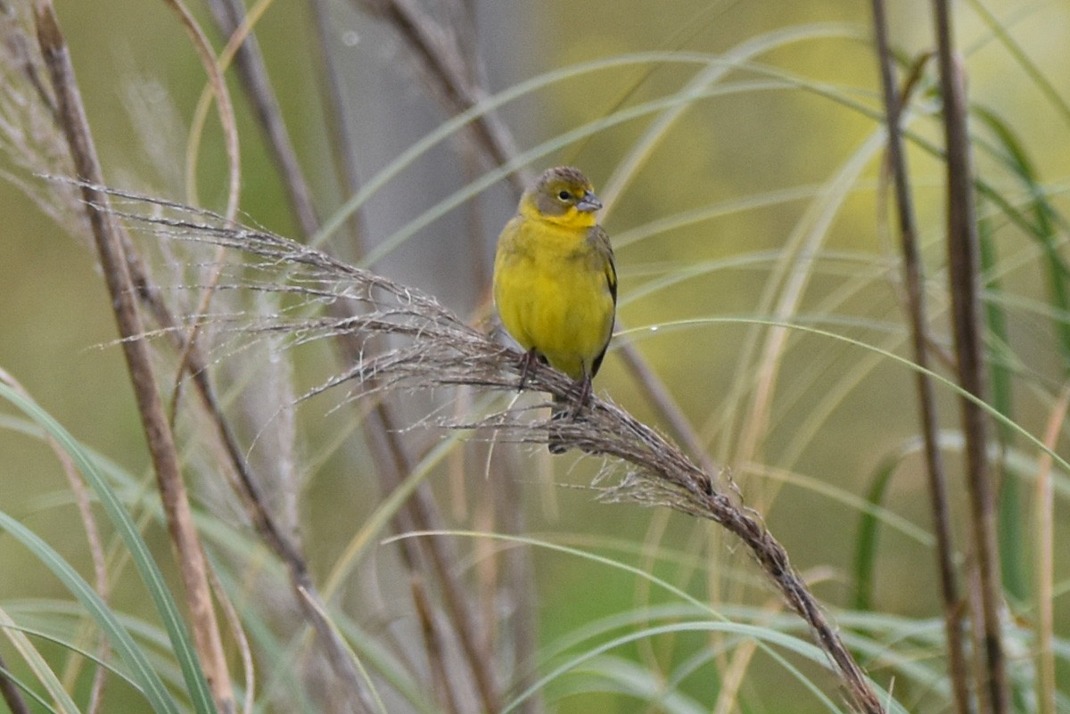 Grassland Yellow-Finch - ML279031731