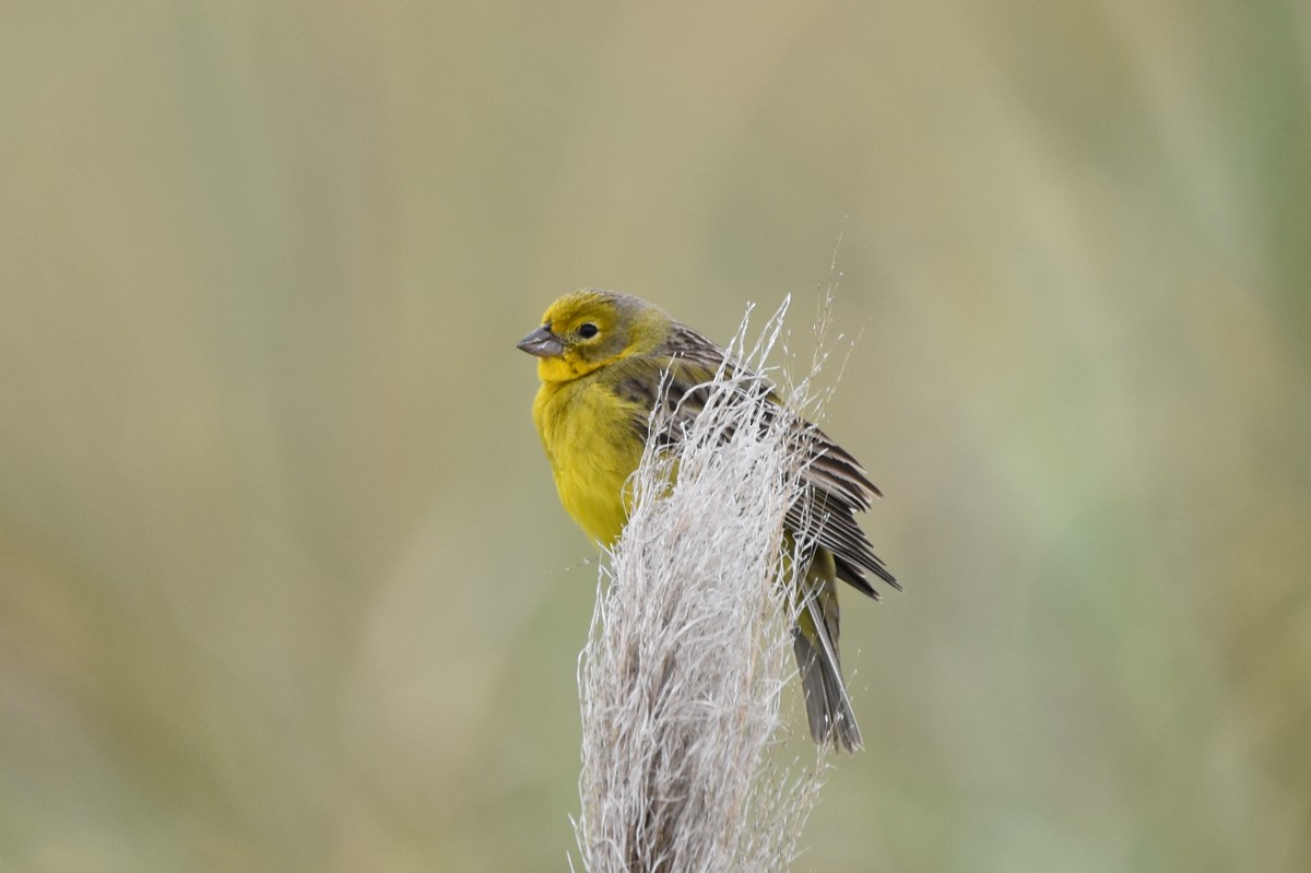 Grassland Yellow-Finch - ML279031751