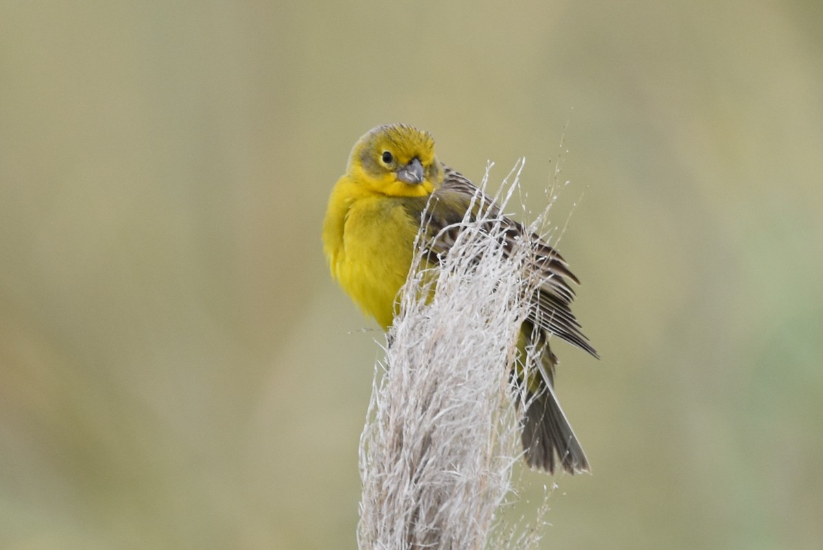 Grassland Yellow-Finch - ML279031761