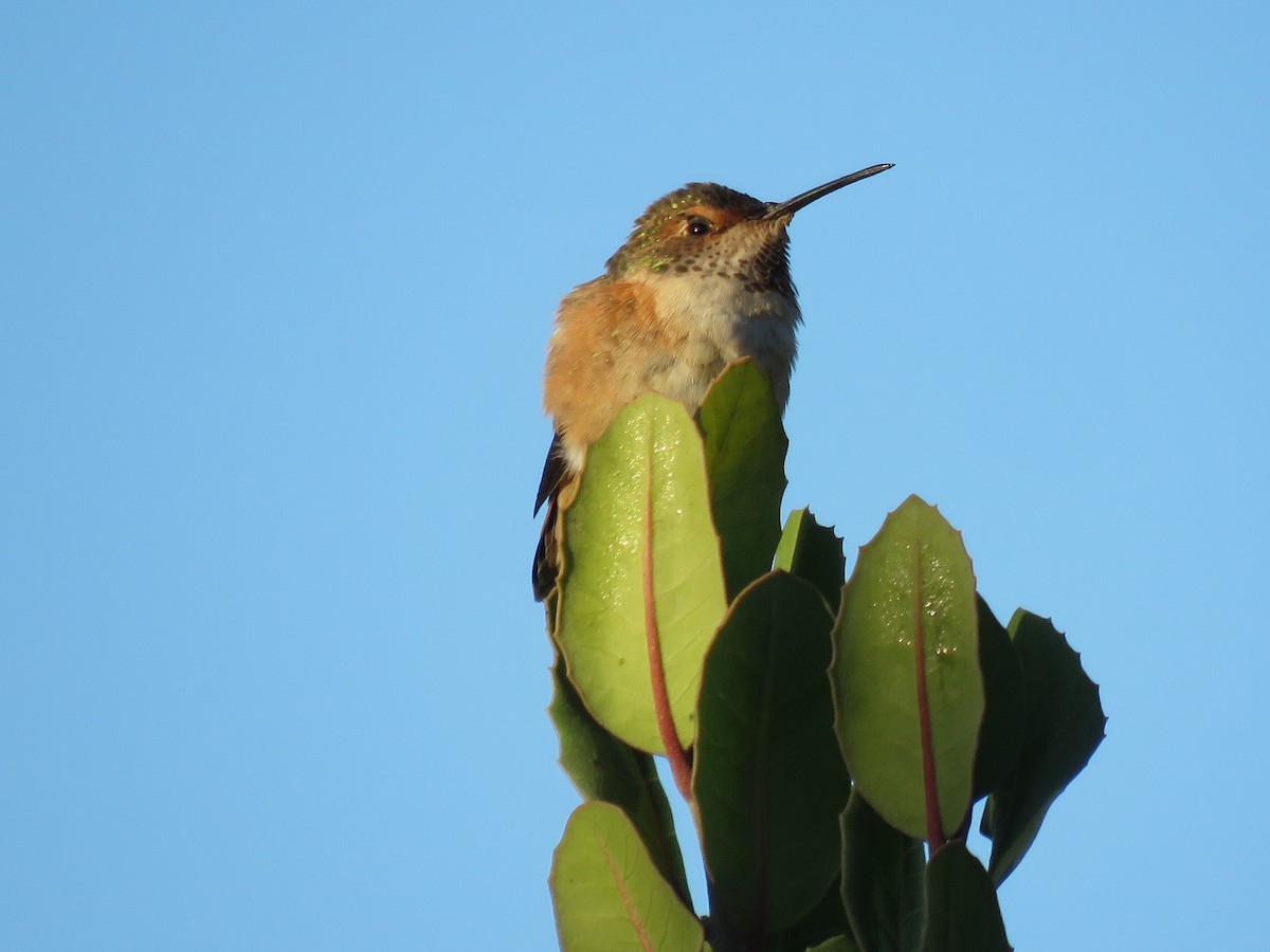 Allen's Hummingbird - ML279031971