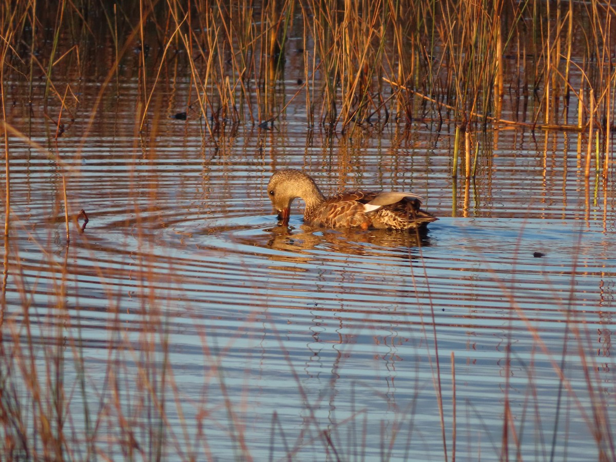 Canard chipeau - ML279033721