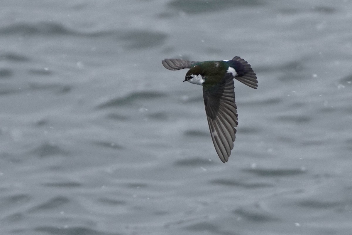 Violet-green Swallow - ML27903381