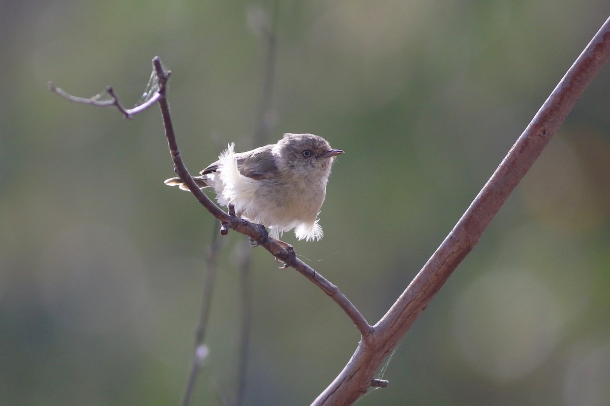 Buff-rumped Thornbill - ML279034711