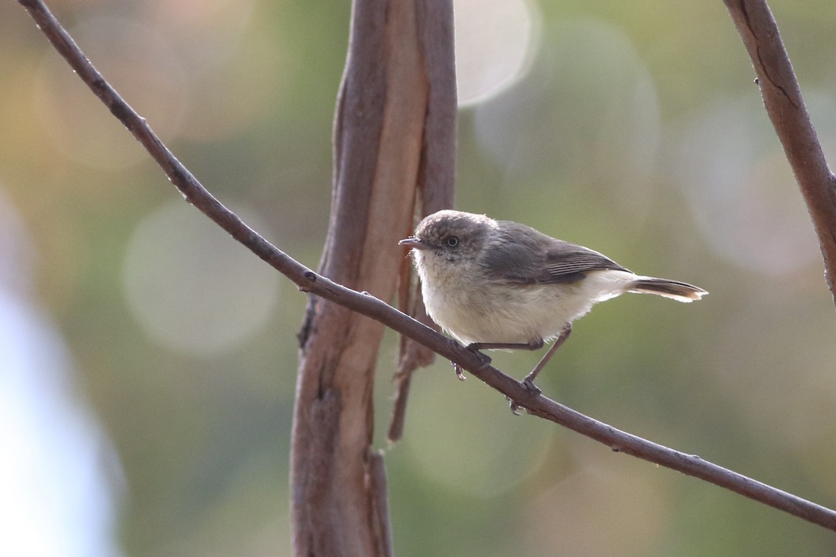 Buff-rumped Thornbill - ML279036501
