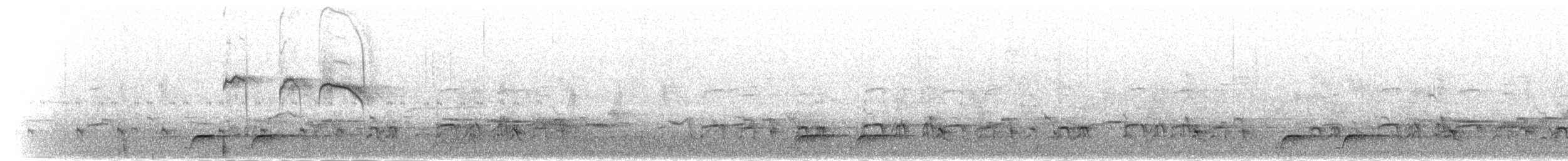 svartbuskvarsler (fuelleborni) - ML279037