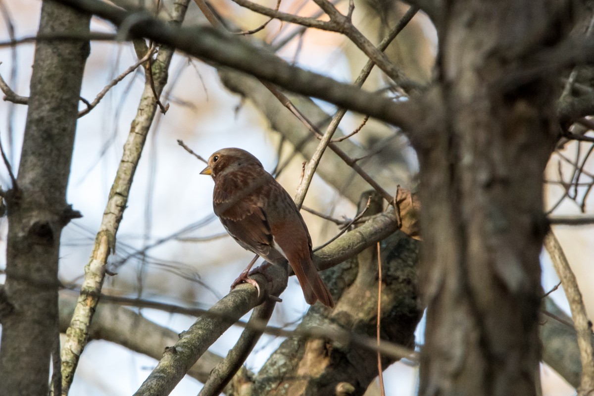 Fox Sparrow - ML279038321