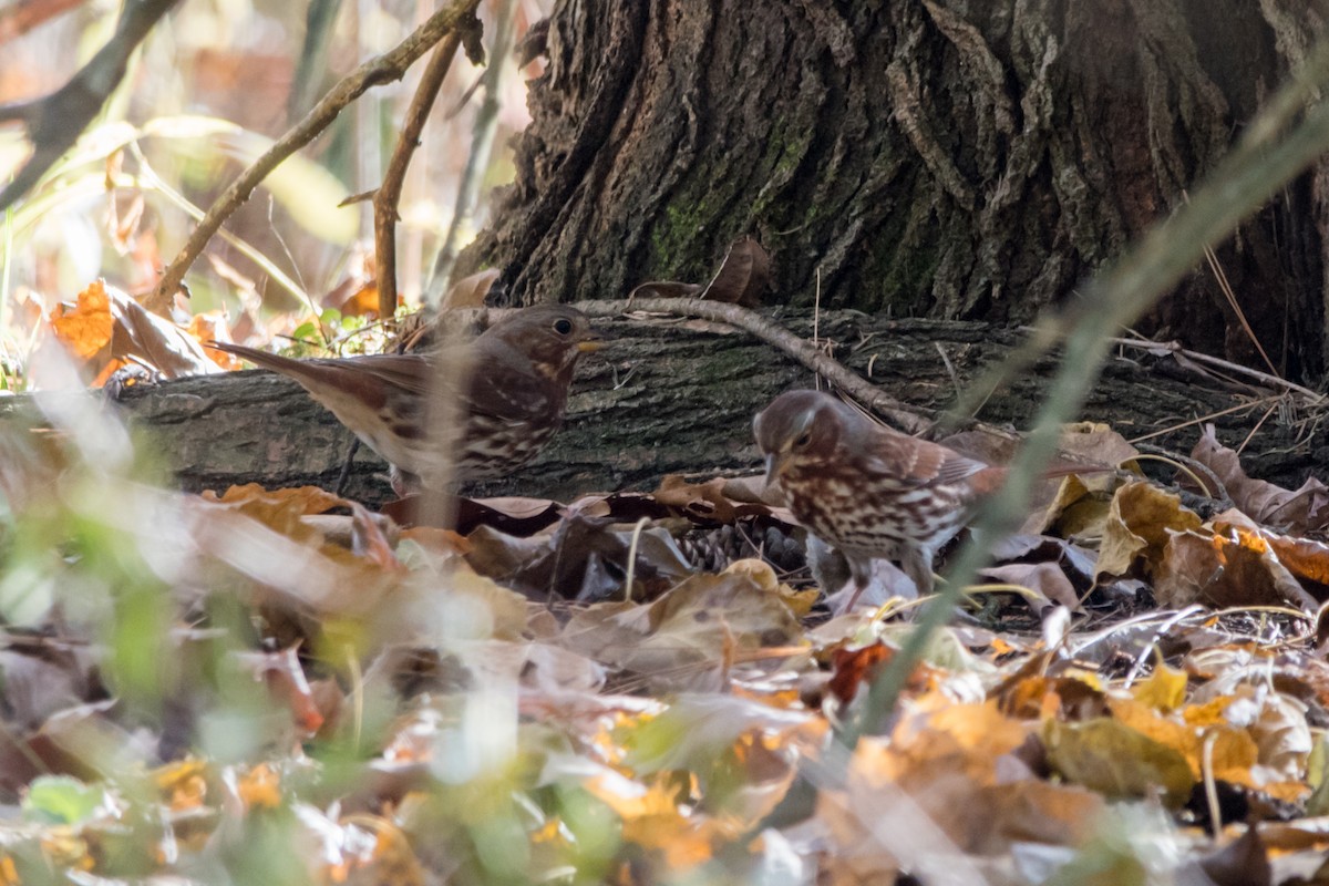 Fox Sparrow - ML279038371