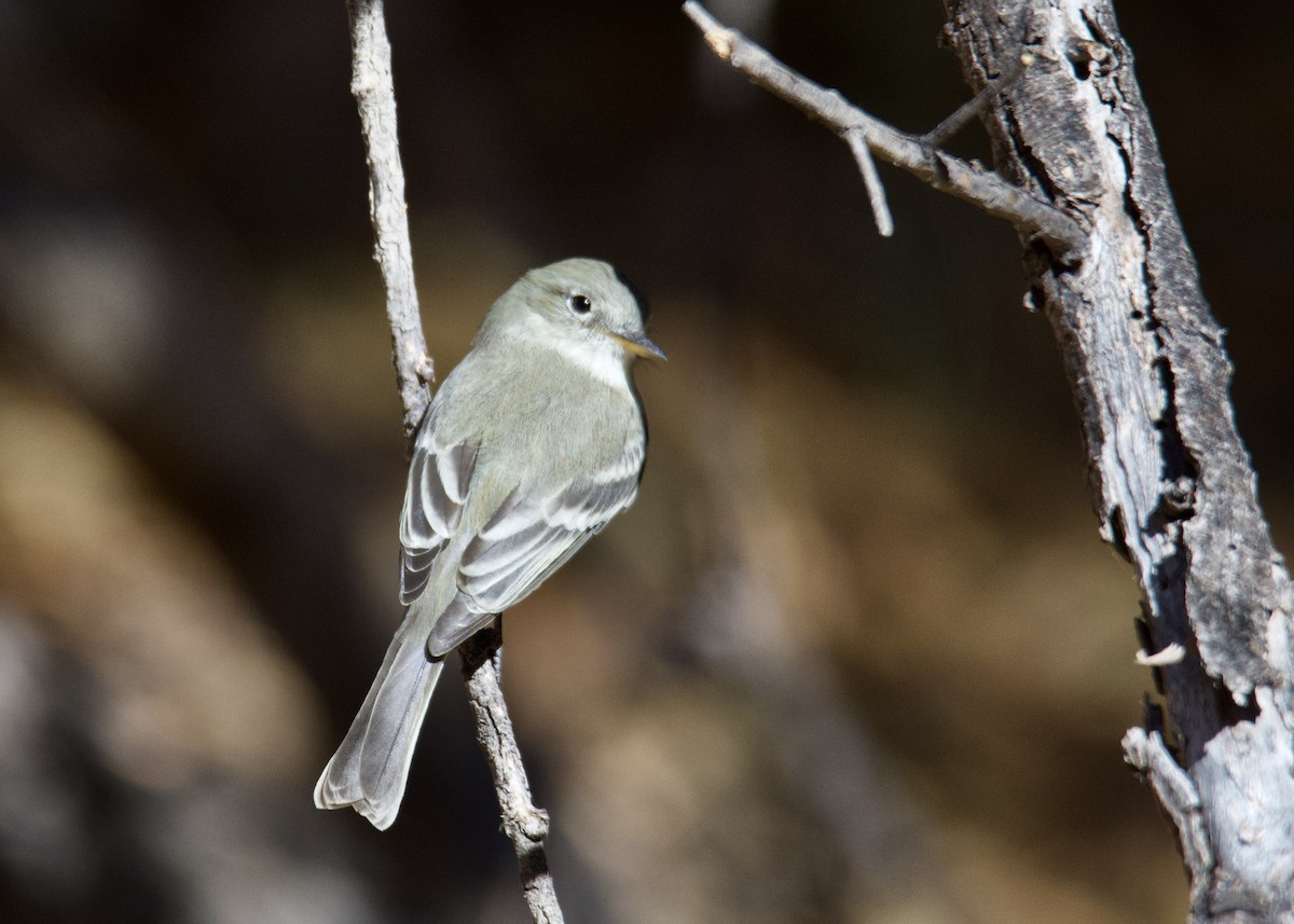 Gray Flycatcher - ML279039301