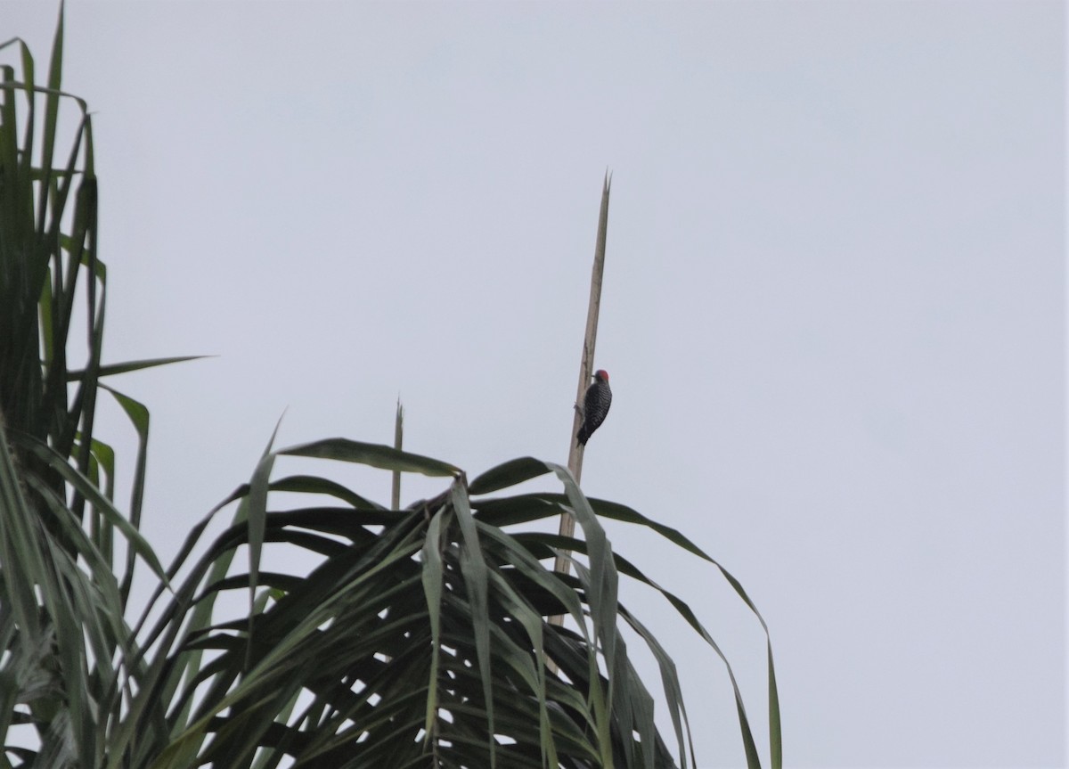 Black-cheeked Woodpecker - Anonymous