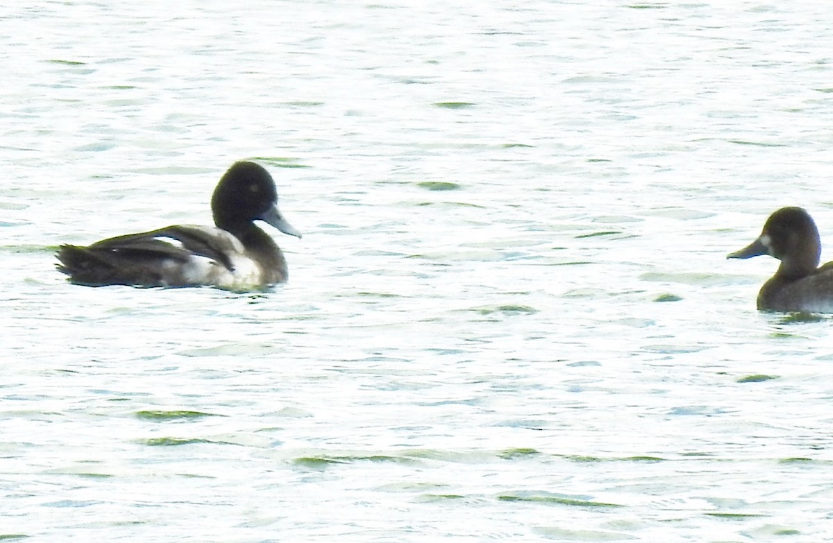 Ring-necked Duck - ML279043541