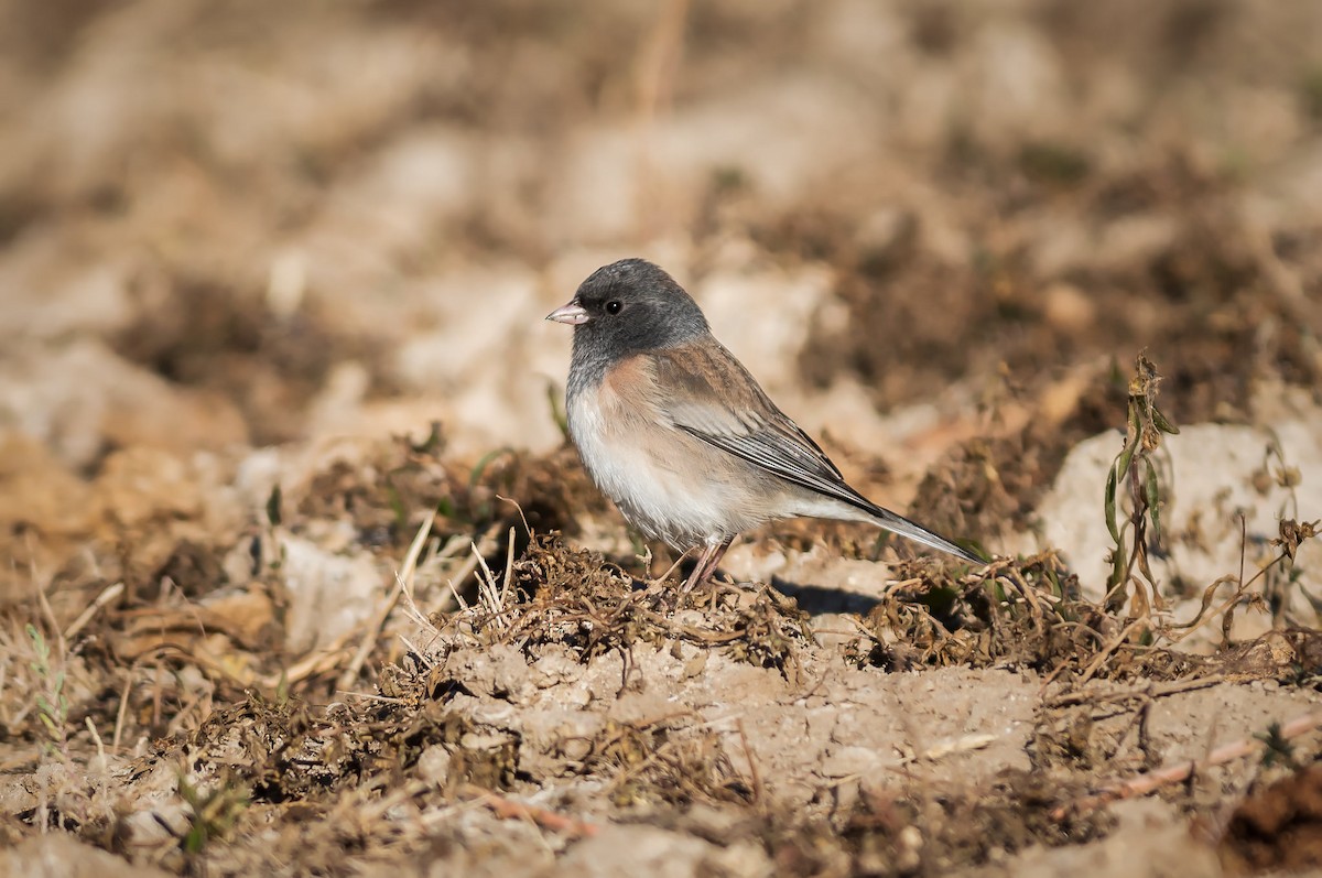 Dark-eyed Junco - ML279043551
