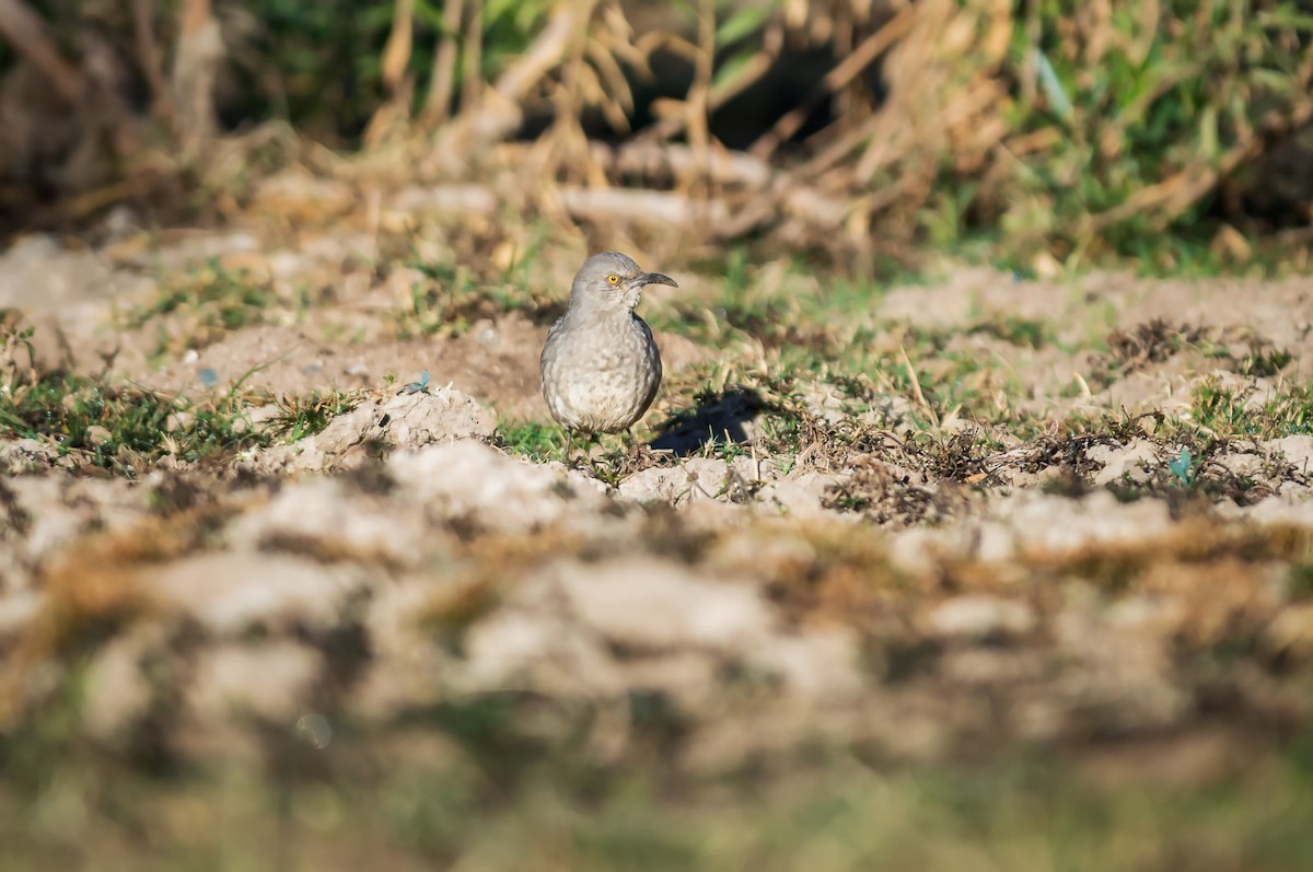 Curve-billed Thrasher - ML279043721