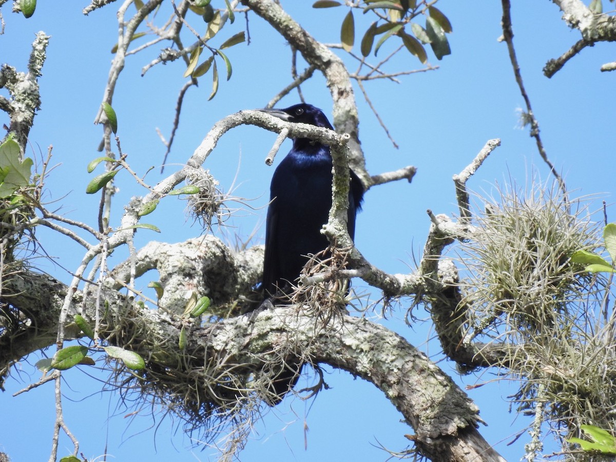 Common Grackle - ML279043761