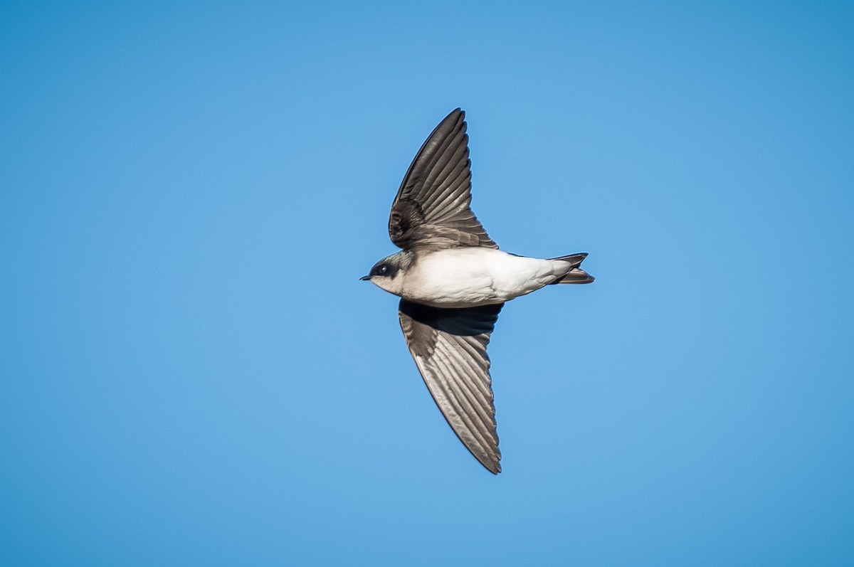 Tree Swallow - ML279043781