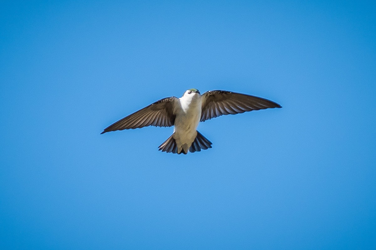 Violet-green Swallow - ML279043971