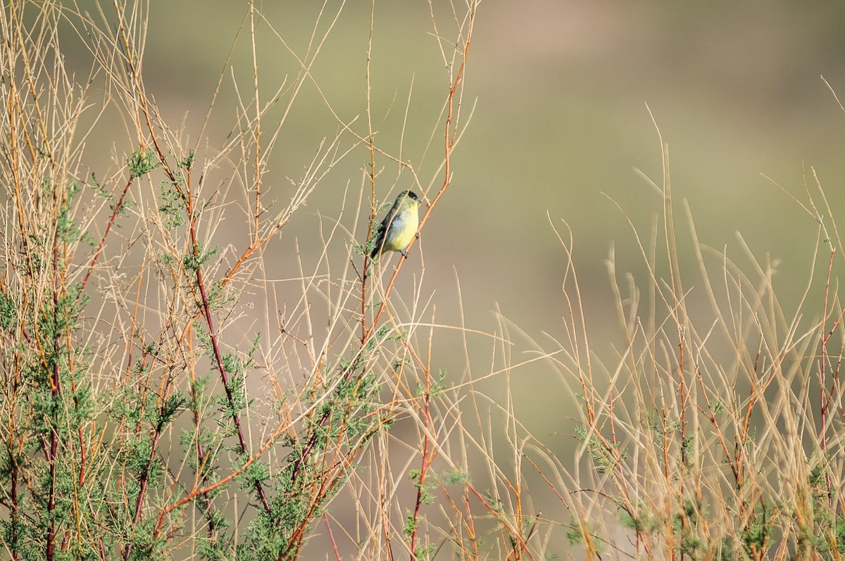 Lesser Goldfinch - ML279044081