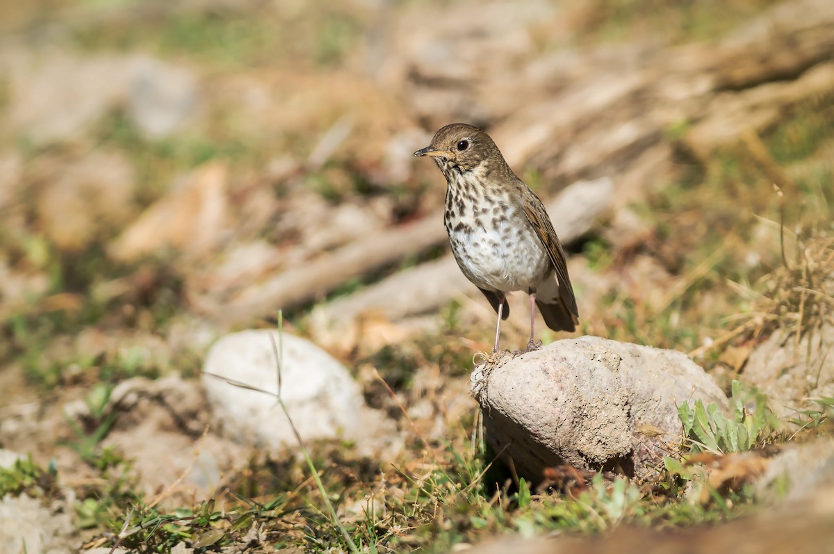 Hermit Thrush - ML279044251