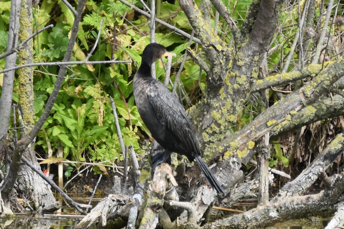 Neotropic Cormorant - Monica Suarez