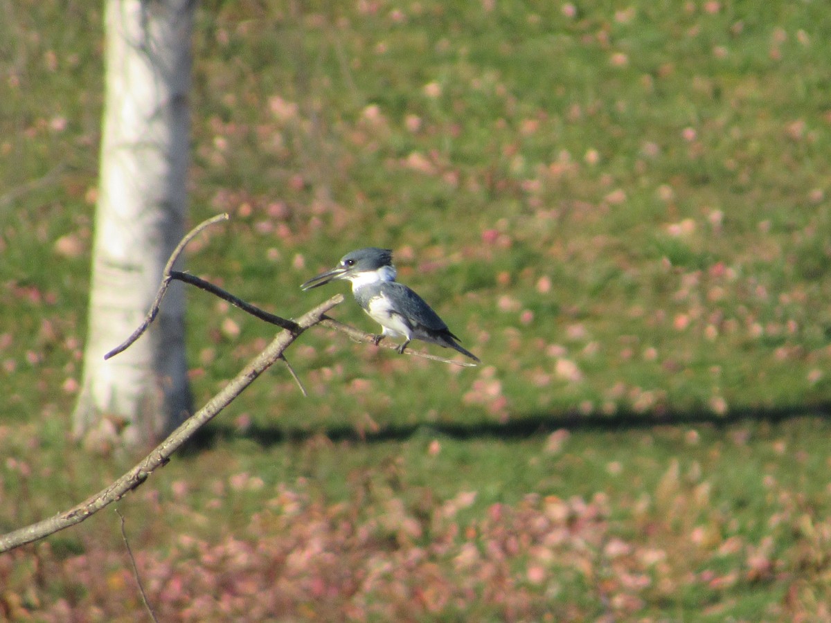 Belted Kingfisher - Sean Mueseler